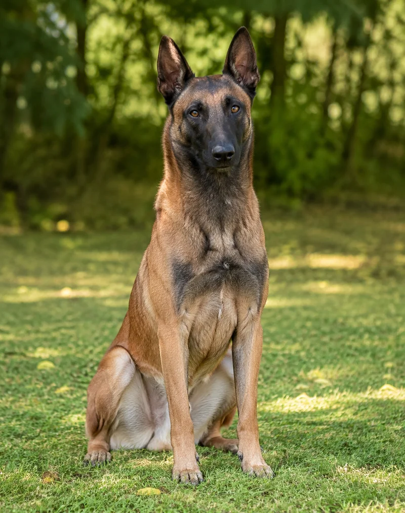 Belgian Malinois — sitting