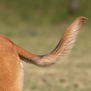 Belgian Malinois — tail