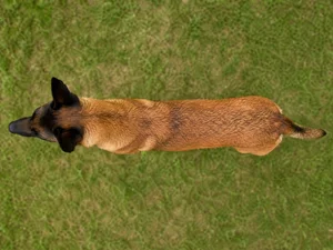 Belgian Malinois — top