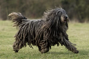 Bergamasco — running