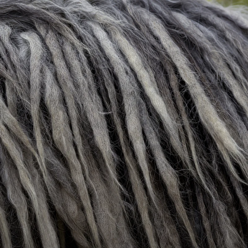 Bergamasco — coat texture