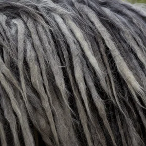 Bergamasco — coat texture