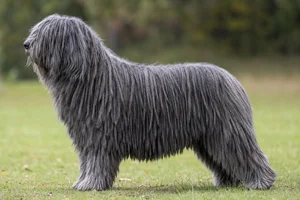 Bergamasco — Gray coat