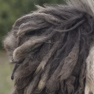 Bergamasco — ears