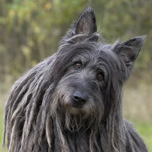 Bergamasco — alert
