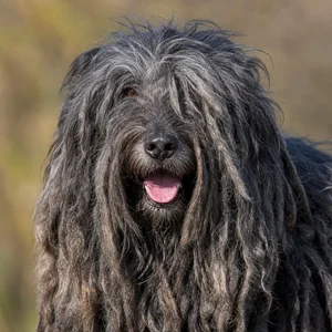 Bergamasco — happy