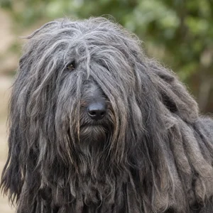 Bergamasco — relaxed