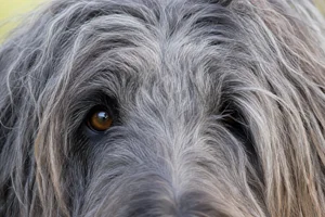 Bergamasco — eyes