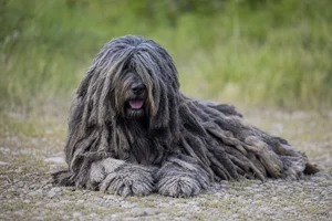 Bergamasco — lying down