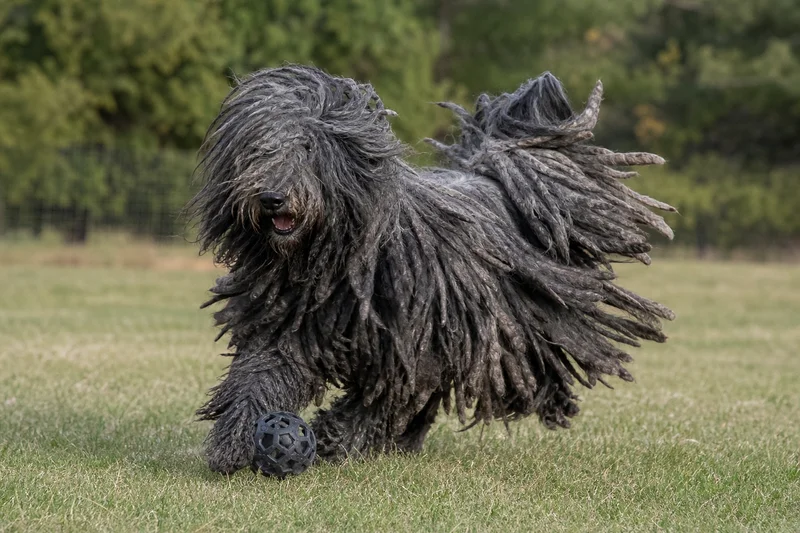 Bergamasco — playing