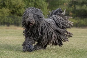 Bergamasco — playing