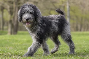 Bergamasco — puppy (~4 mo)