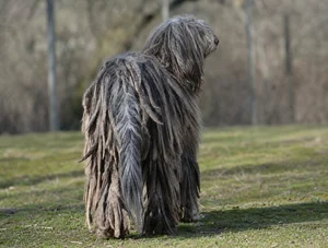 Bergamasco — rear