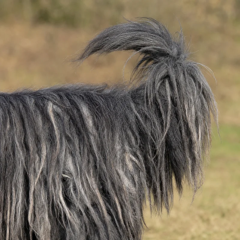 Bergamasco — tail