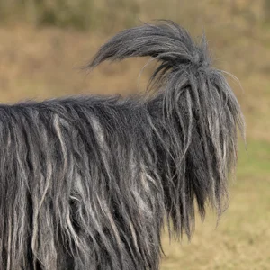 Bergamasco — tail
