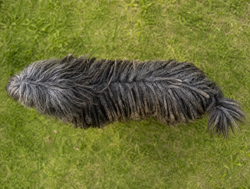 Bergamasco — top