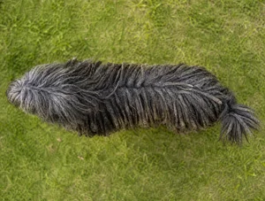 Bergamasco — top