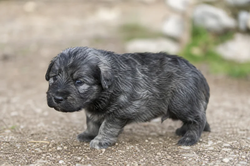 Bergamasco — young puppy (~1 mo)