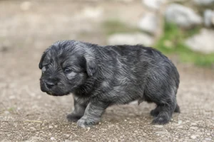 Bergamasco — young puppy (~1 mo)