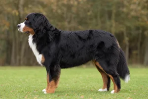 Bernese Mountain Dog — Black coat