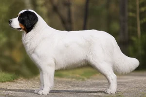 Bernese Mountain Dog — White coat