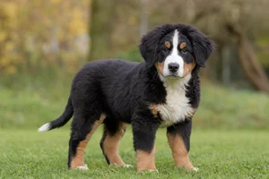 Bernese Mountain Dog — puppy (~4 mo)
