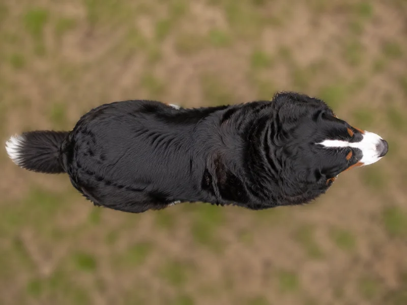 Bernese Mountain Dog — top