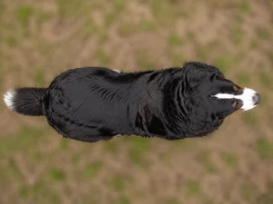 Bernese Mountain Dog — top