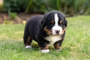 Bernese Mountain Dog — young puppy (~1 mo)