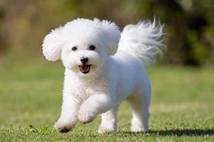 Bichon Frise — running