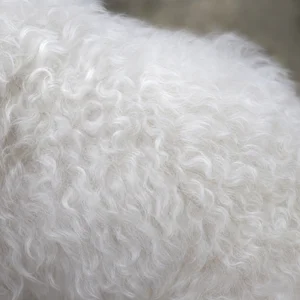 Bichon Frise — coat texture