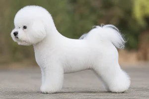 Bichon Frise — white coat