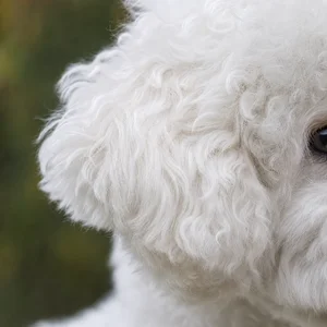 Bichon Frise — ears
