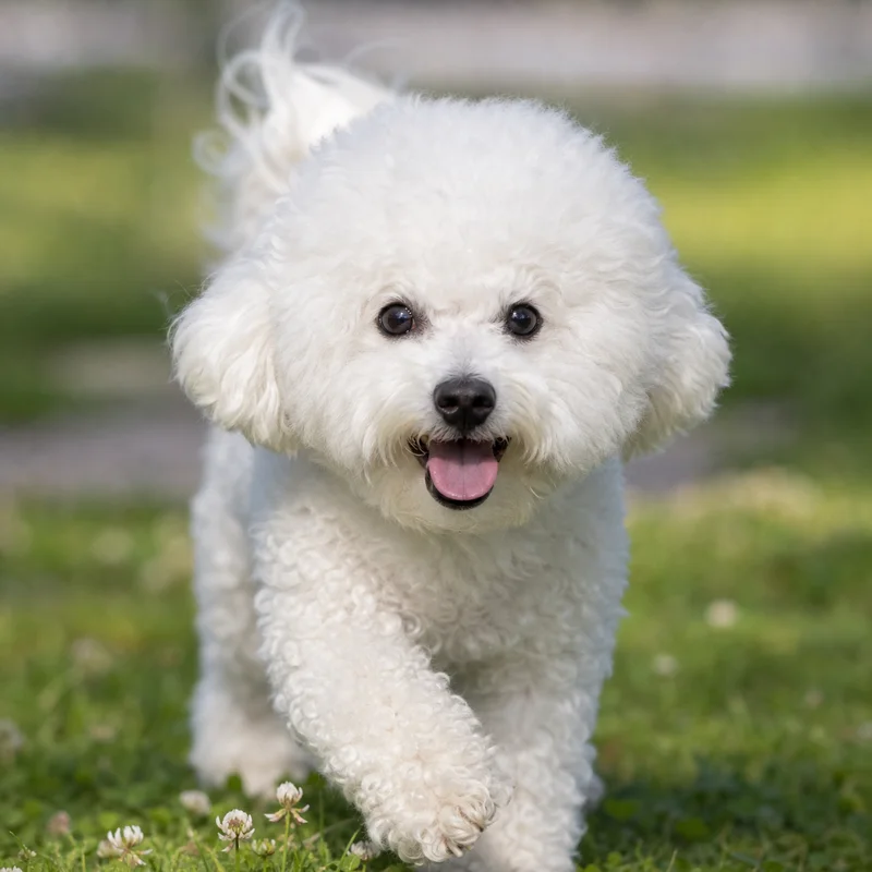 Bichon Frise — happy