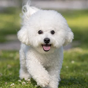 Bichon Frise — happy