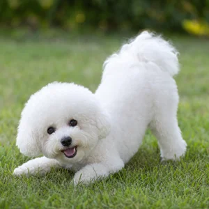 Bichon Frise — playful