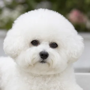 Bichon Frise — relaxed