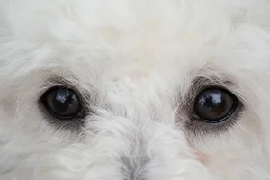 Bichon Frise — eyes
