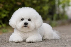 Bichon Frise — lying down