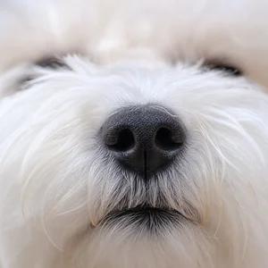 Bichon Frise — nose