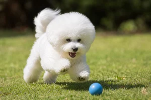 Bichon Frise — playing