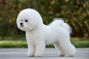 Bichon Frise dog