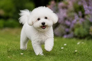 Bichon Frise — puppy (~4 mo)