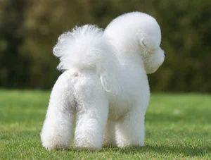 Bichon Frise — rear