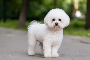 Bichon Frise — senior