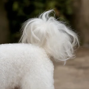 Bichon Frise — tail