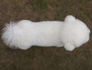 Bichon Frise — top