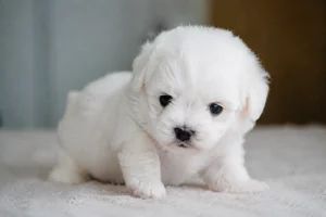 Bichon Frise — young puppy (~1 mo)