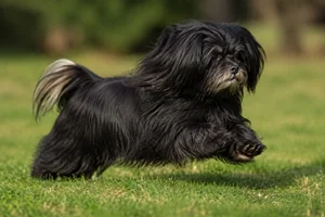 Bichon Yorkie — running