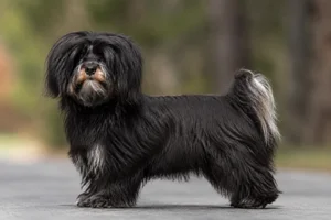 Bichon Yorkie — adult
